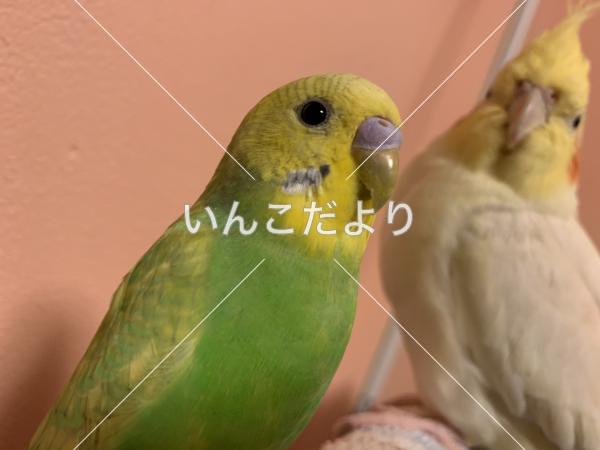 迷い鳥の写真