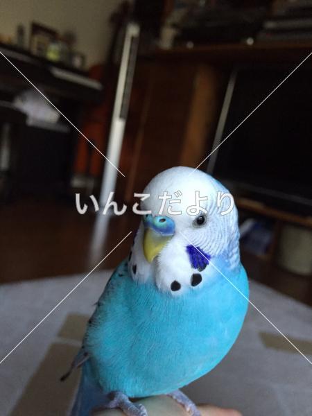 迷い鳥の写真