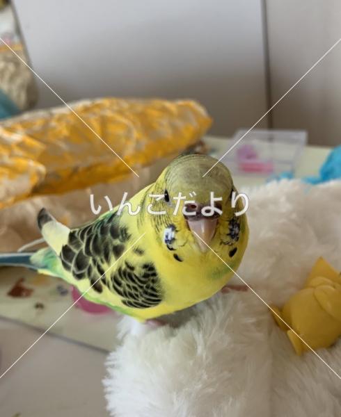 迷い鳥の写真