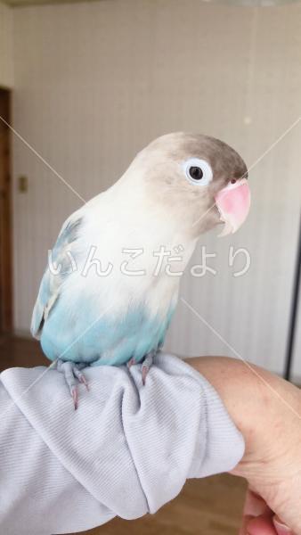 迷い鳥の写真