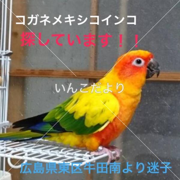 迷い鳥の写真