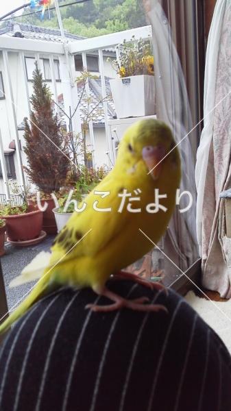 迷い鳥の写真
