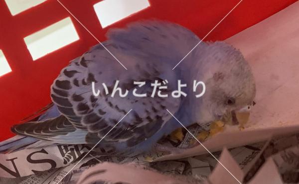 保護鳥の写真