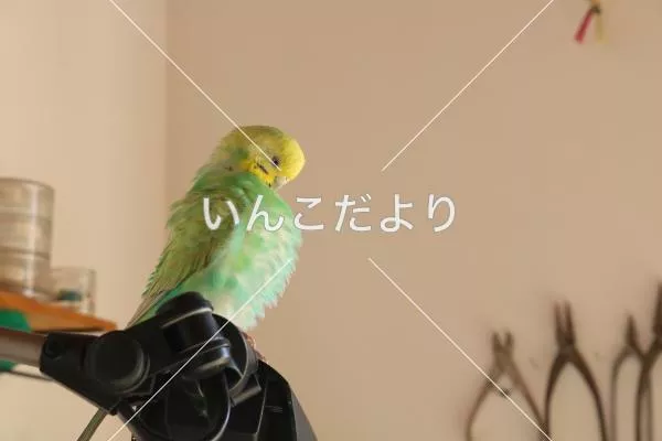 迷い鳥の写真