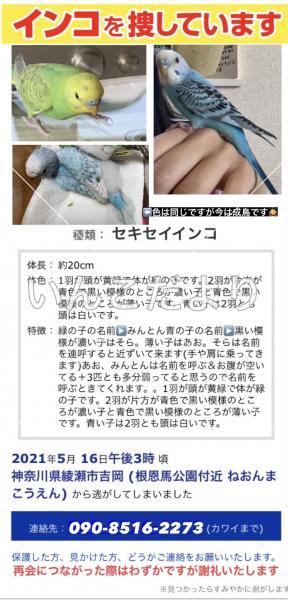 迷い鳥の写真