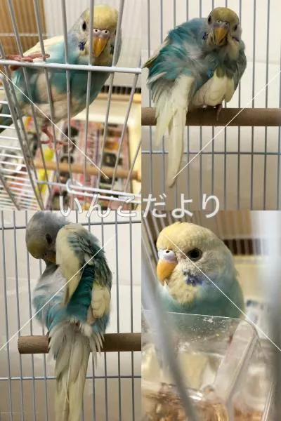 保護鳥の写真