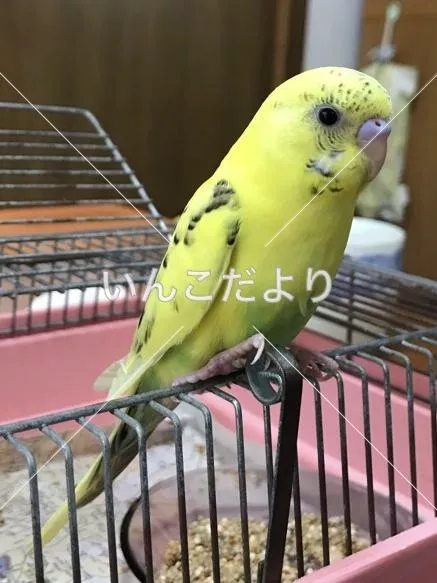 保護鳥の写真