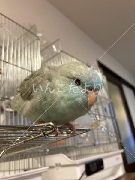 迷い鳥の写真