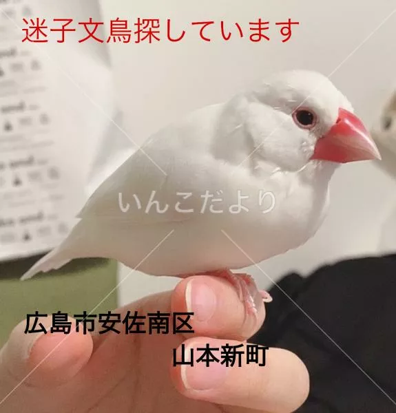 迷い鳥の写真