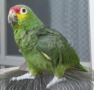 迷い鳥の写真