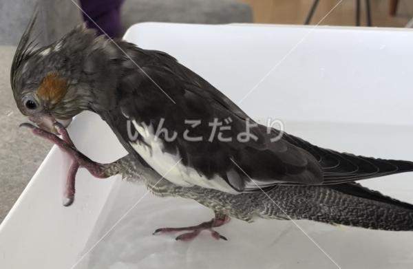 迷い鳥の写真