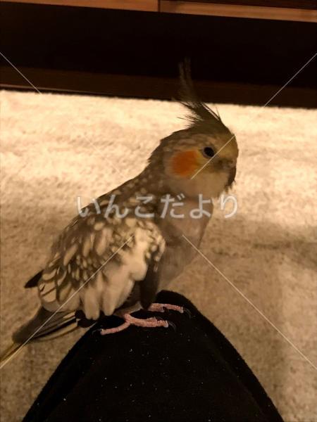 迷い鳥の写真