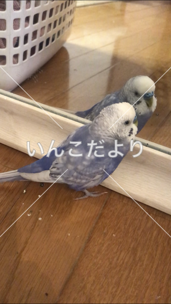 迷い鳥の写真