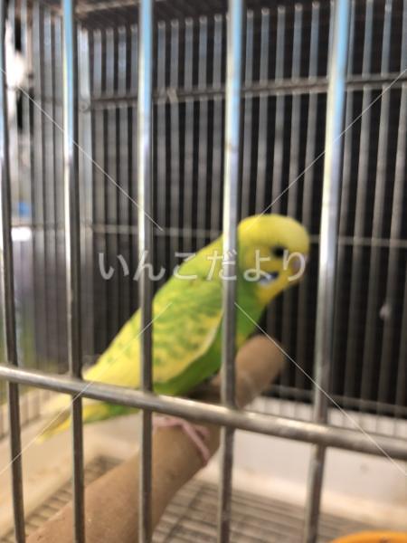 保護鳥の写真