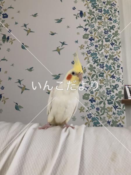 迷い鳥の写真