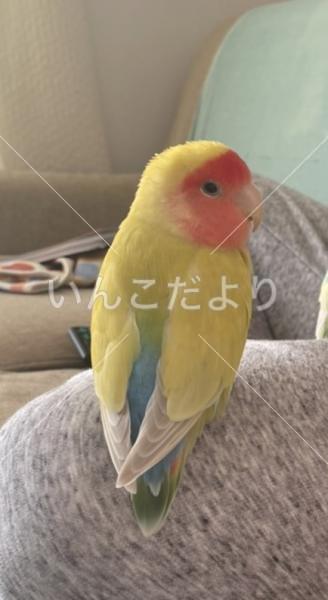迷い鳥の写真