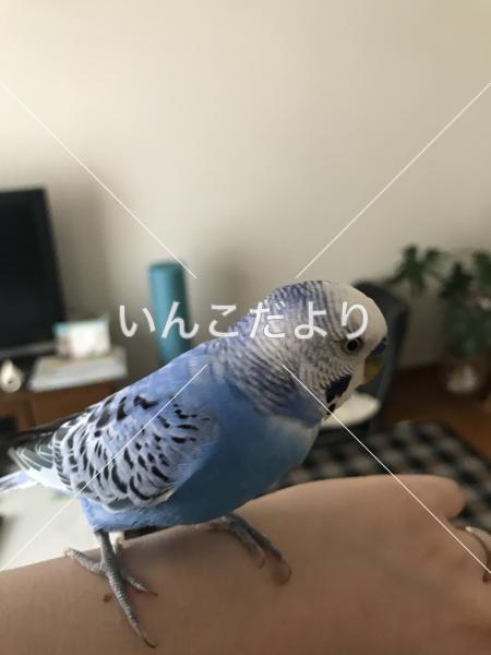 保護鳥の写真