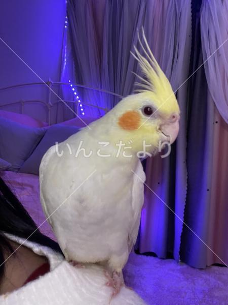 迷い鳥の写真