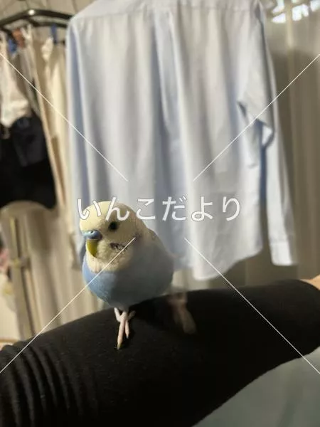 迷い鳥の写真