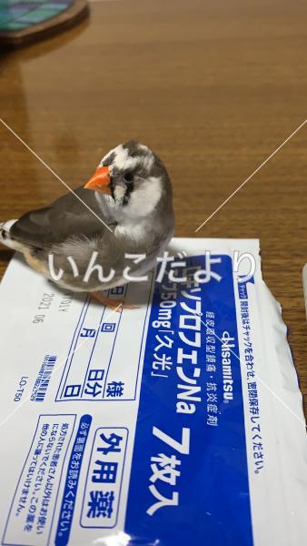 迷い鳥の写真