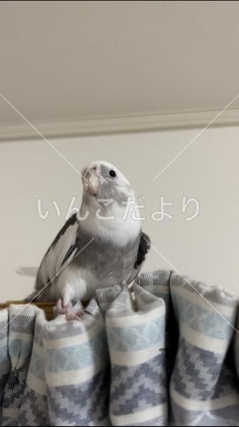 迷い鳥の写真