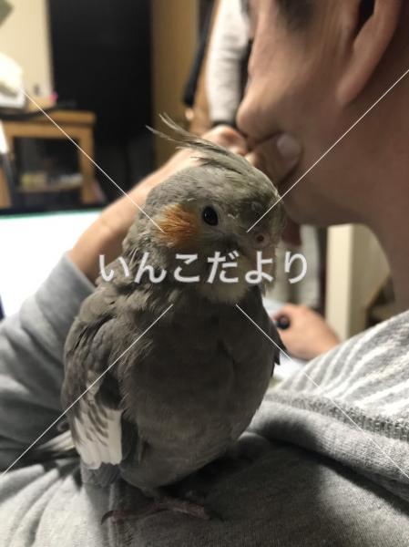 迷い鳥の写真
