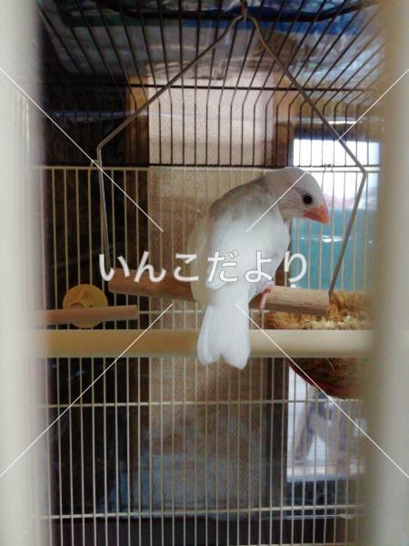 迷い鳥の写真