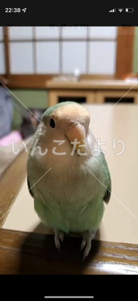 迷い鳥の写真