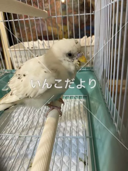 保護鳥の写真
