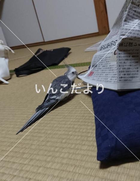 迷い鳥の写真