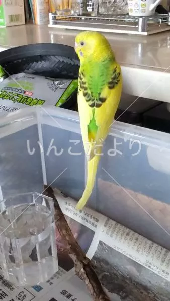 保護鳥の写真