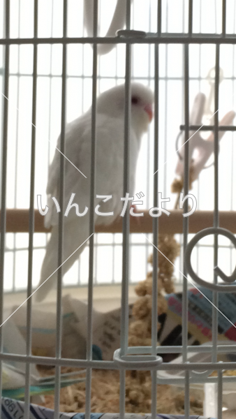 迷い鳥の写真