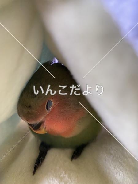 迷い鳥の写真