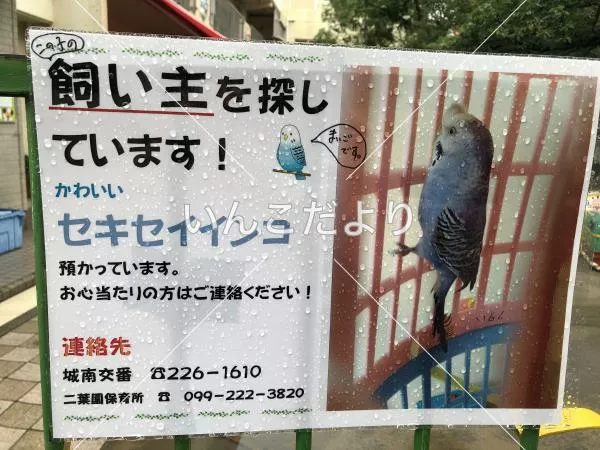 保護鳥の写真