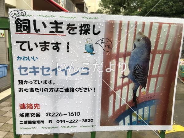 保護鳥の写真