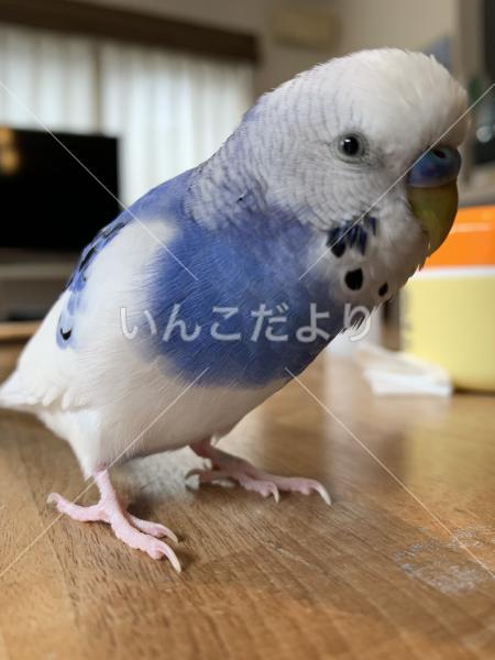 迷い鳥の写真