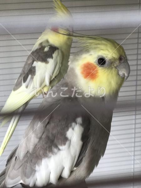 迷い鳥の写真