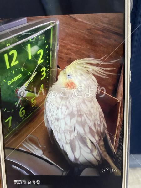 迷い鳥の写真