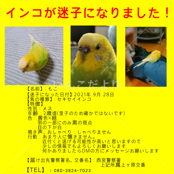 迷い鳥の写真