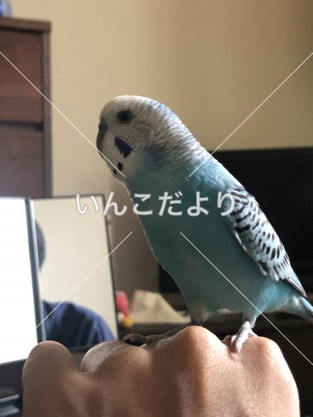 迷い鳥の写真