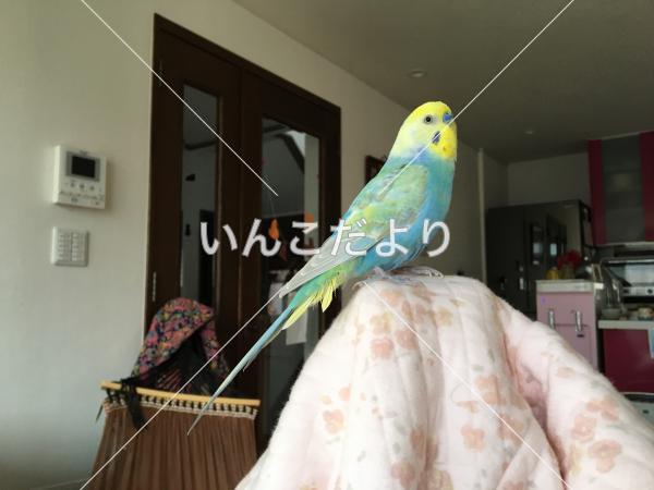 迷い鳥の写真