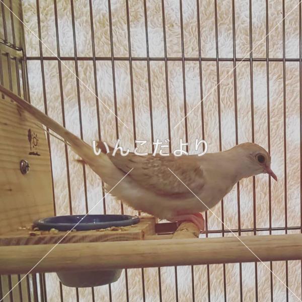 保護鳥の写真
