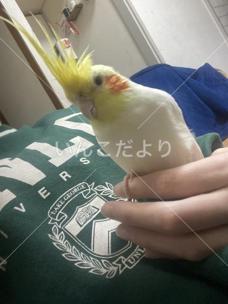 迷い鳥の写真