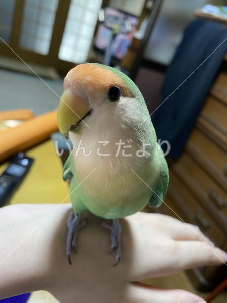 迷い鳥の写真