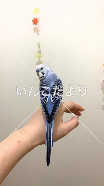 迷い鳥の写真