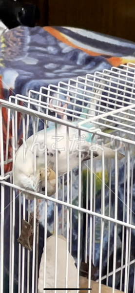 迷い鳥の写真