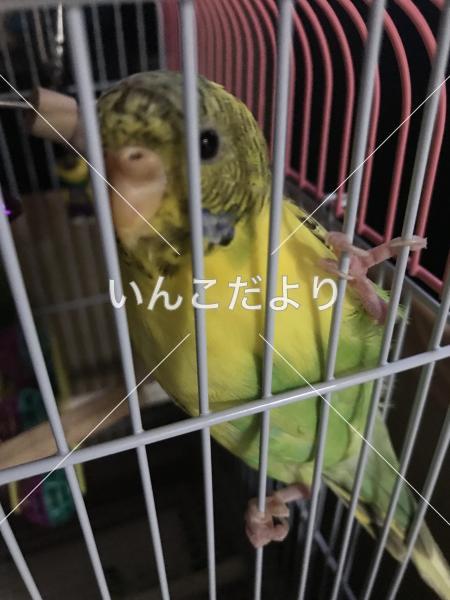 迷い鳥の写真