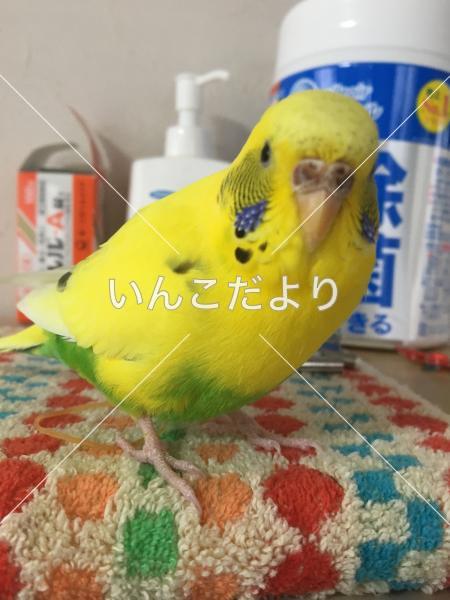 保護鳥の写真
