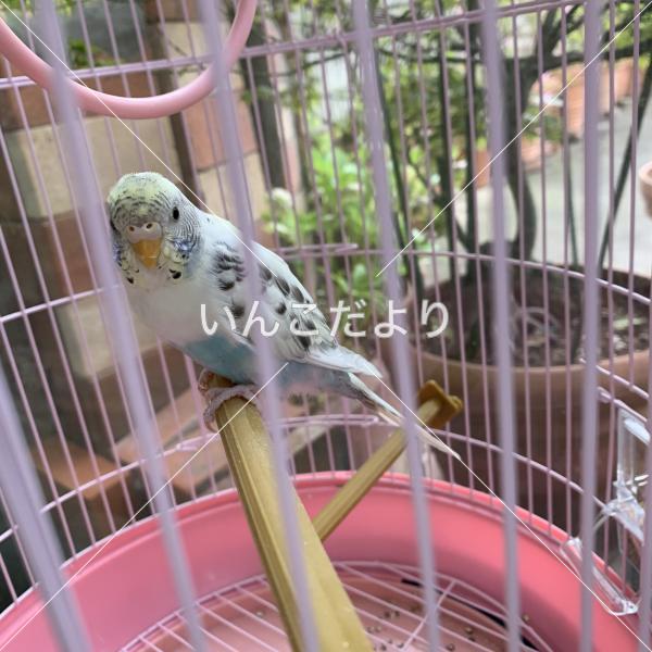 保護鳥の写真