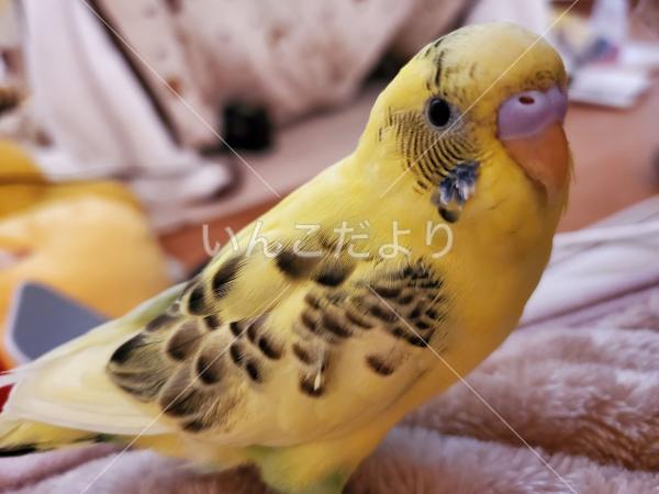 迷い鳥の写真